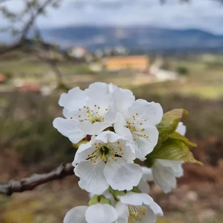 Lantgård Quinta Do Limite -
